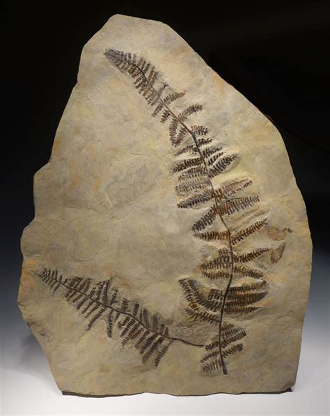 fern fossil species.